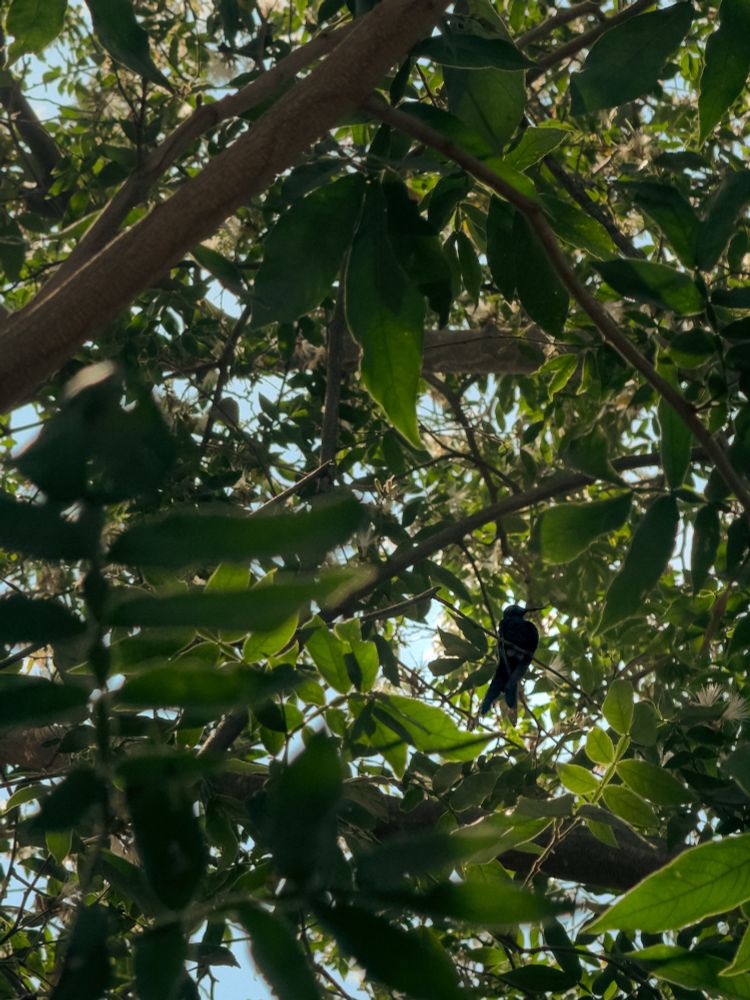 Um beija flor repousa no galho de uma árvore