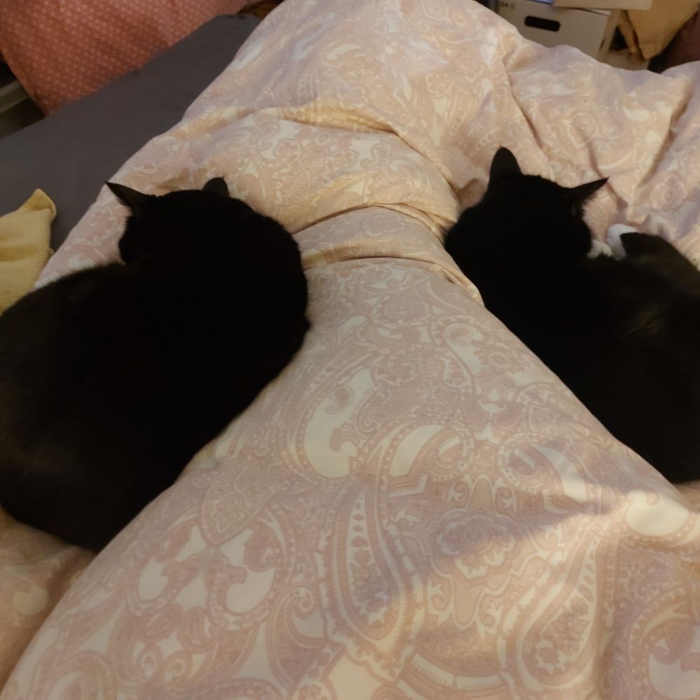 Beta (left) and Madditt (right) sleeping peacefully curled up on either side of their mum's legs in bed