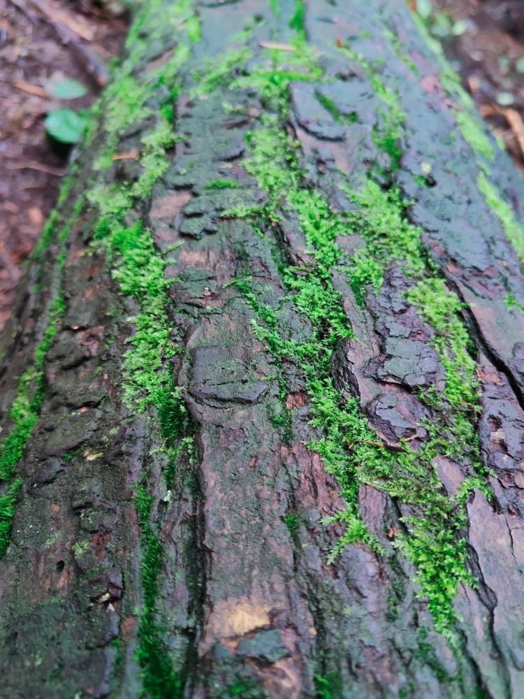 A wet, fallen log, with moss filling in the cracks of the bark - looking a bit like fuzzy green rivers. The moss channels run the length of the log