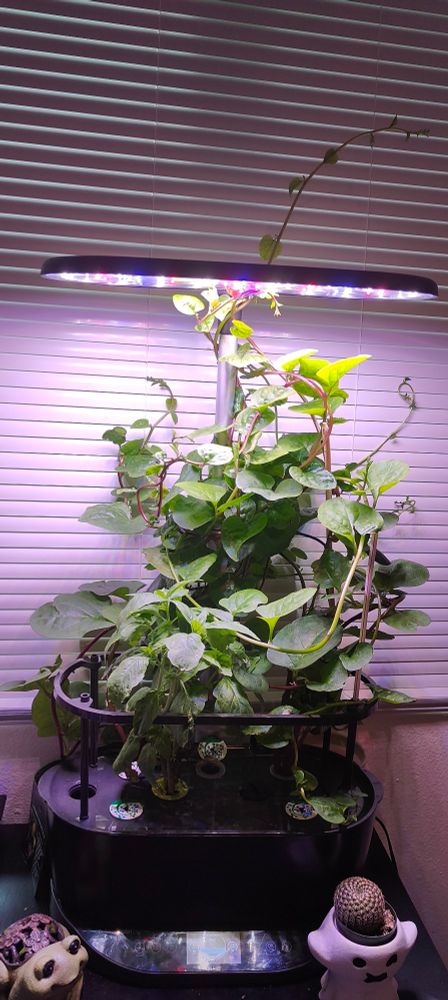 A small (36 inch tall) indoor hydroponic system, almost completely covered in deep green leafed, purple vined, malabar spinach. The vines are wrapped around anything they can find, including other vines. A basil can be seen as well as a little frog statue and ghost holding a small cactus .