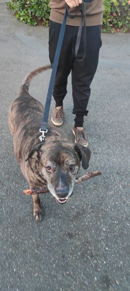 A brindled hound dog with a gray muzzle is holding a stick, looking into the camera with a playful expression. His tail is mid-wag