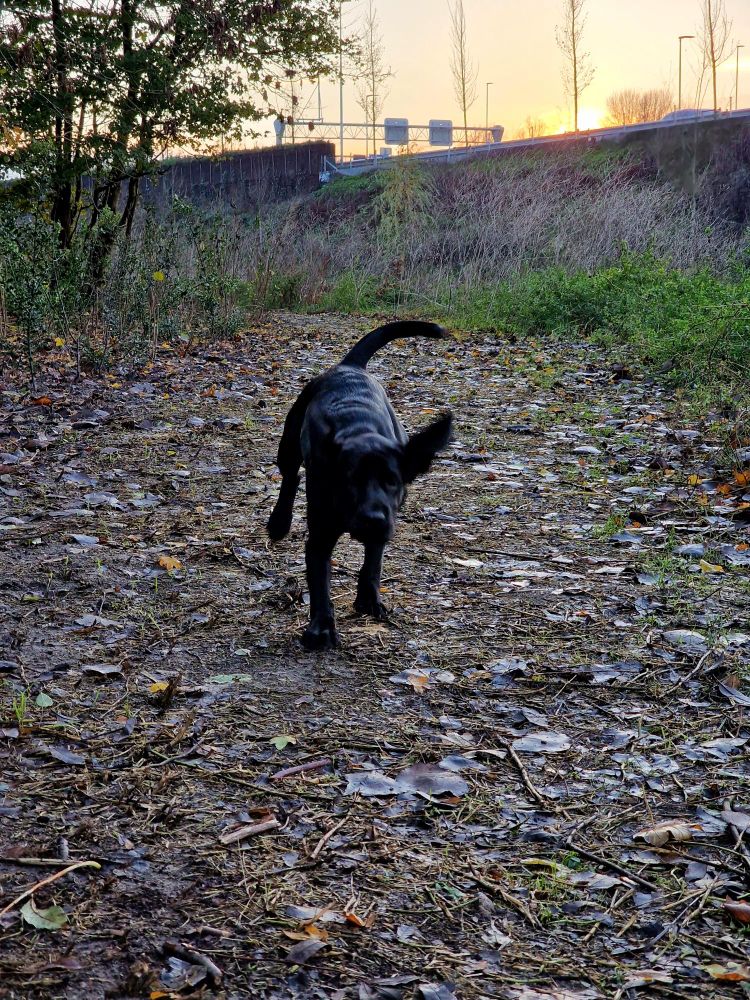 Zwart hondje met zwiepende staart en flaporen. 