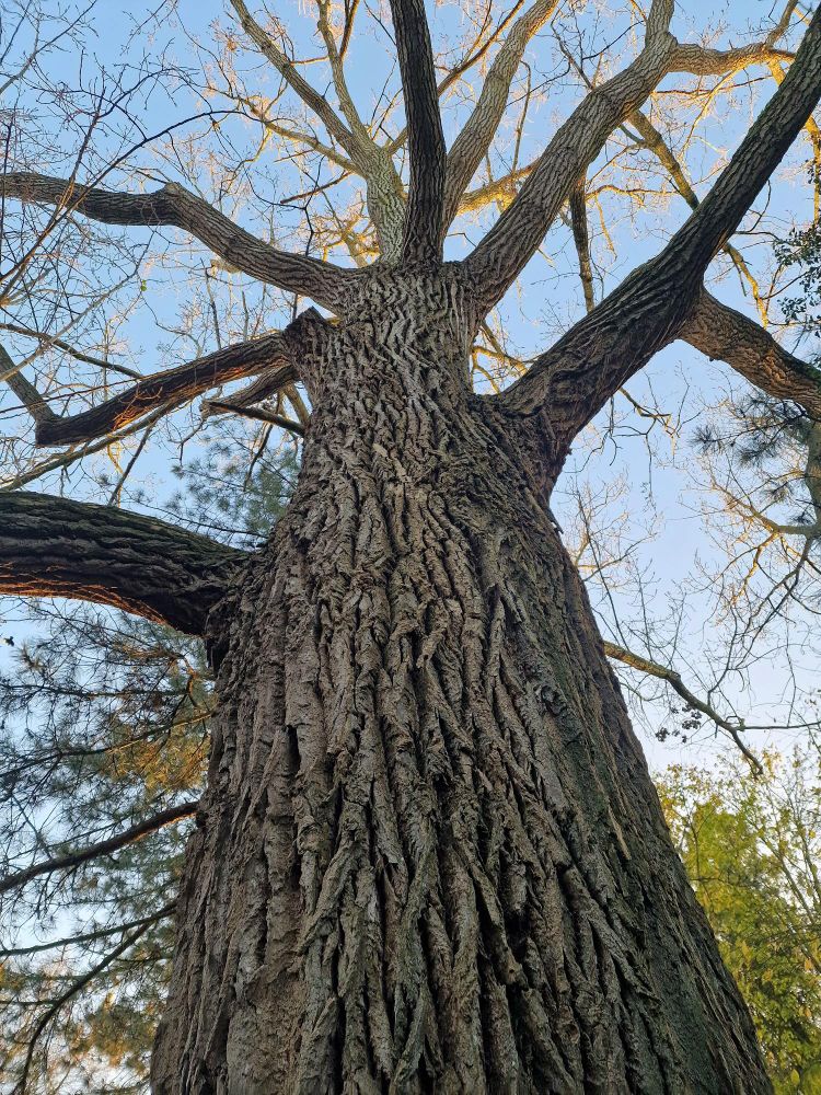 Een hele oude linde (denk ik)  zonder bladeren. 