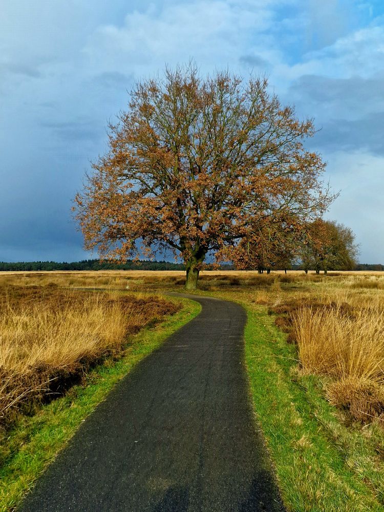 Boom op het pad maar toch niet. 