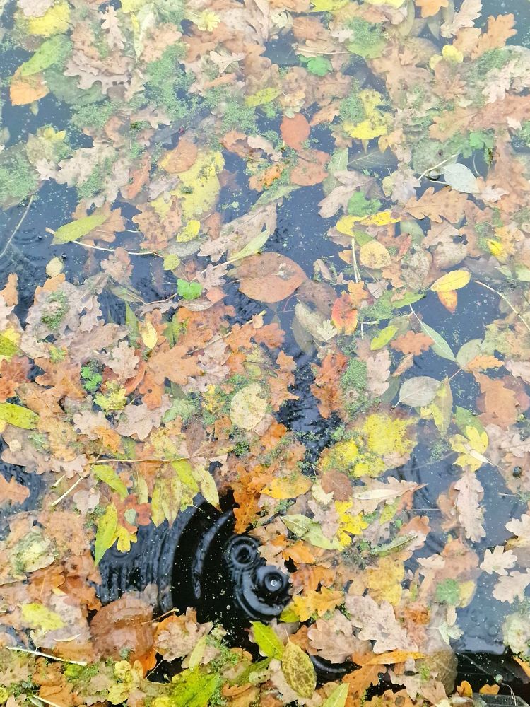 Deze noem ik: 'Herfst 2025 in het water gevallen.'