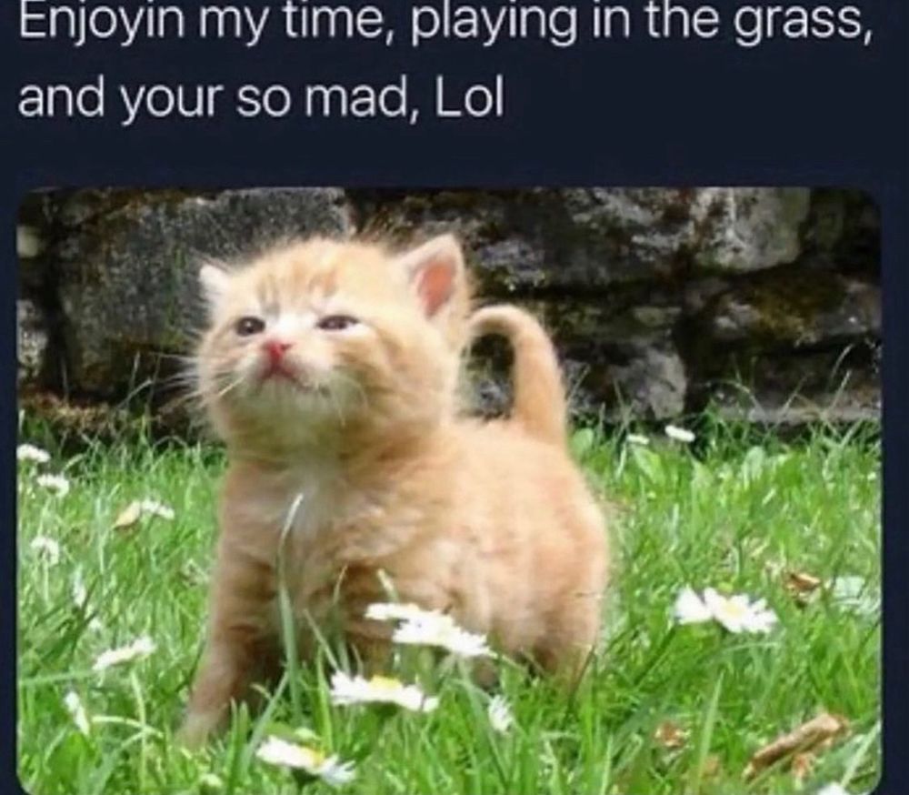 a meme with an orange kitten walking through grass with text saying “Enjoyin my time, playing in the grass, and your so mad, Lol”