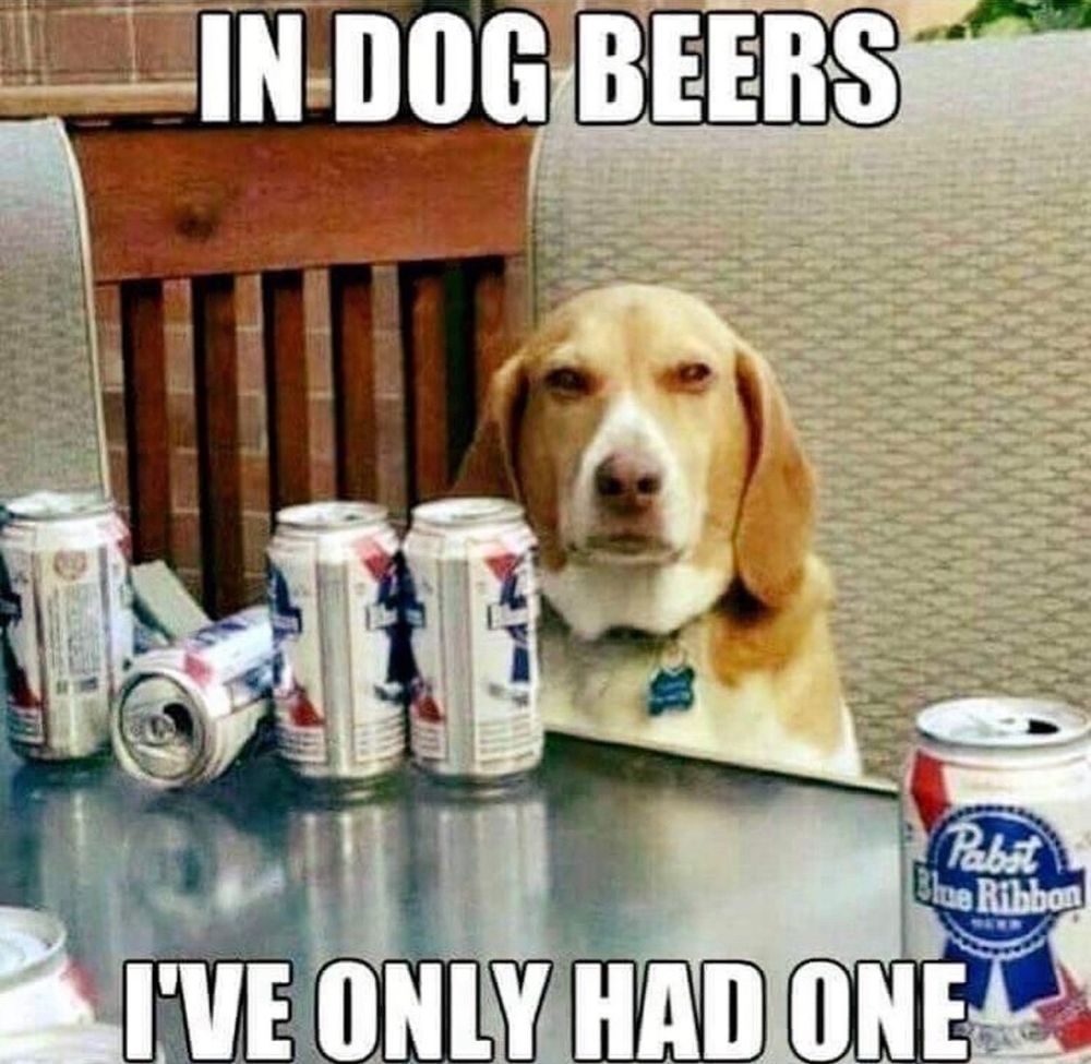 a meme with a dog in it with several beers on a glass table with the text “in dog beers, i’ve only had one”