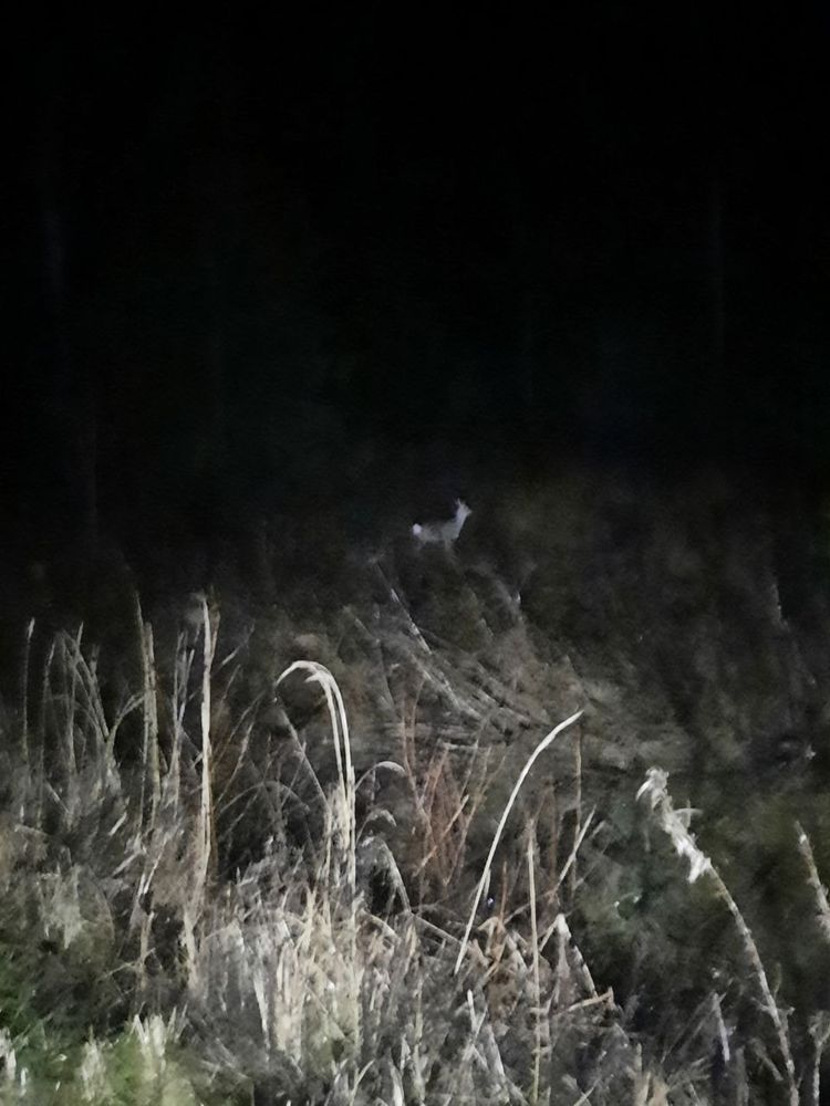 very dark and blurry photograph showing a cervid standing in the distance on a field with yellow-brown grasses growing