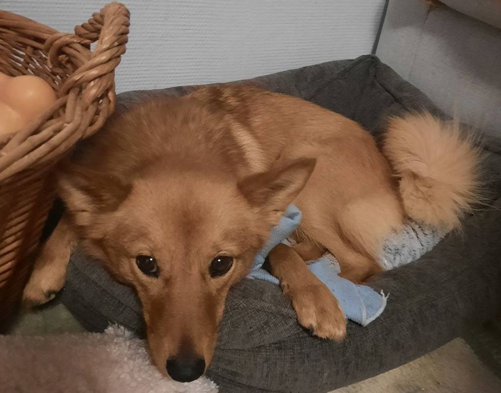young finnish spitz in a dog bed looking towards the camera; she's holding a blue rag under her paw