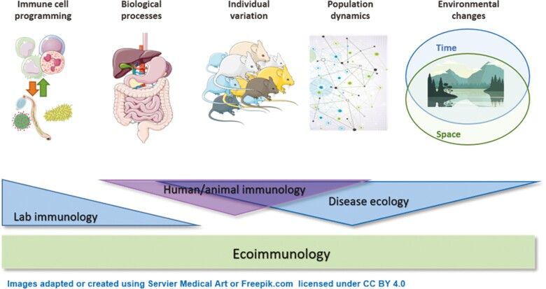 Ecoimmunology. Fundamental discovery lab-based immunology typically focuses on defined model systems—(in vitro or in vivo models such as mice or ex vivo tissues) to understand immune programming in the context of biological processes, health, and disease. In contrast, disease ecology focuses on the role of the environment and considers population dynamics and individual variation. Whilst there is some limited overlap in disciplines, the area of ecoimmunology aims to bridge these gaps and takes a more holistic approach to understanding what shapes the immune system and thereby health.