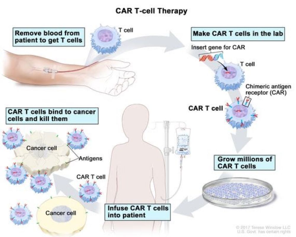 Re-educating our immune system to tackle chronic disease