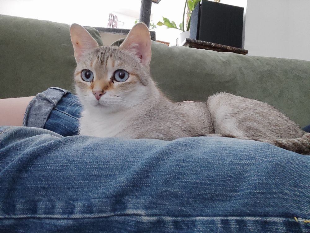 Rajah trop belle avec ses grands yeux bleus et son petit grain de beauté sur le nez