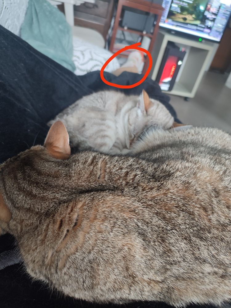 Pov je suis étendue sur le canapé et j'ai deux chats qui dorment sur moi et en arrière plan j'ai un pied qui sort du plaid.