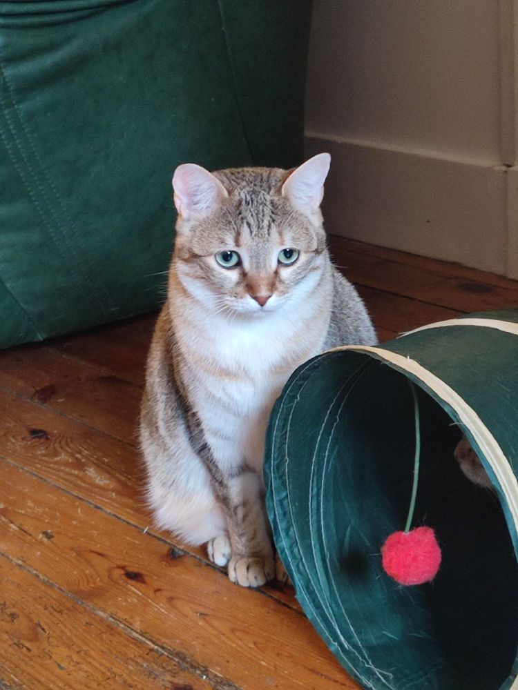 Proxima avec ses beaux yeux verts tout tristes. En plus la elle est assise a côté du joujou tunnel et elle a l'air punie, ça accentue l'impression. (Elle était pas du tout punie.)