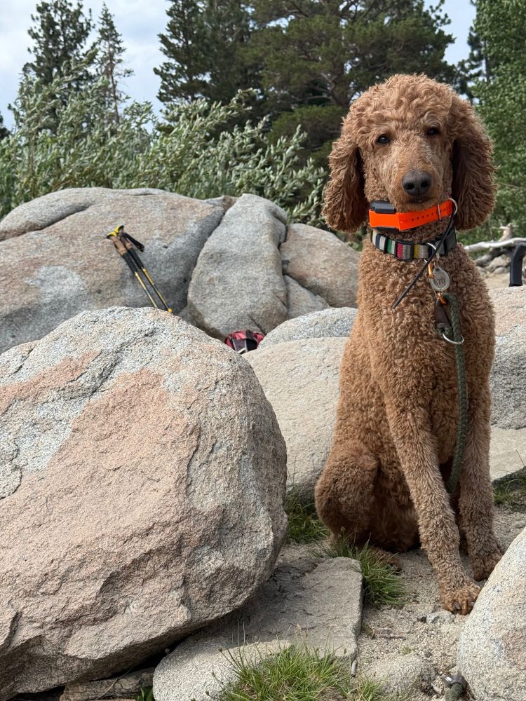 A red poodle sits next to large boulders, with trees in the background. He’s wearing an orange collar and looks extremely tired. 