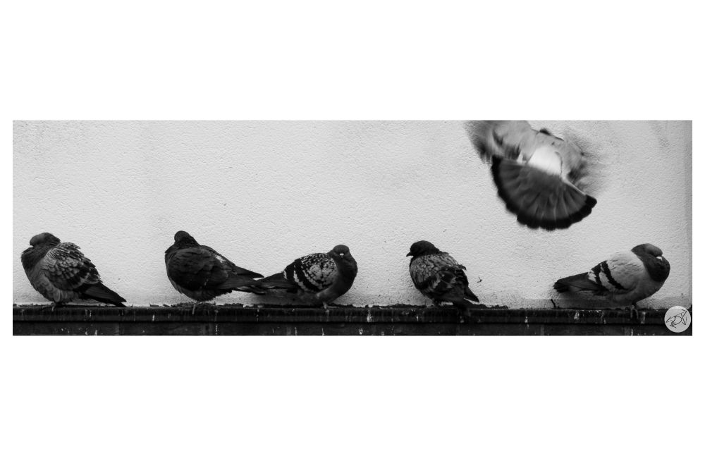 A black & white photo of 5 pigeons on a ledge & a 6th pigeon coming in to land 