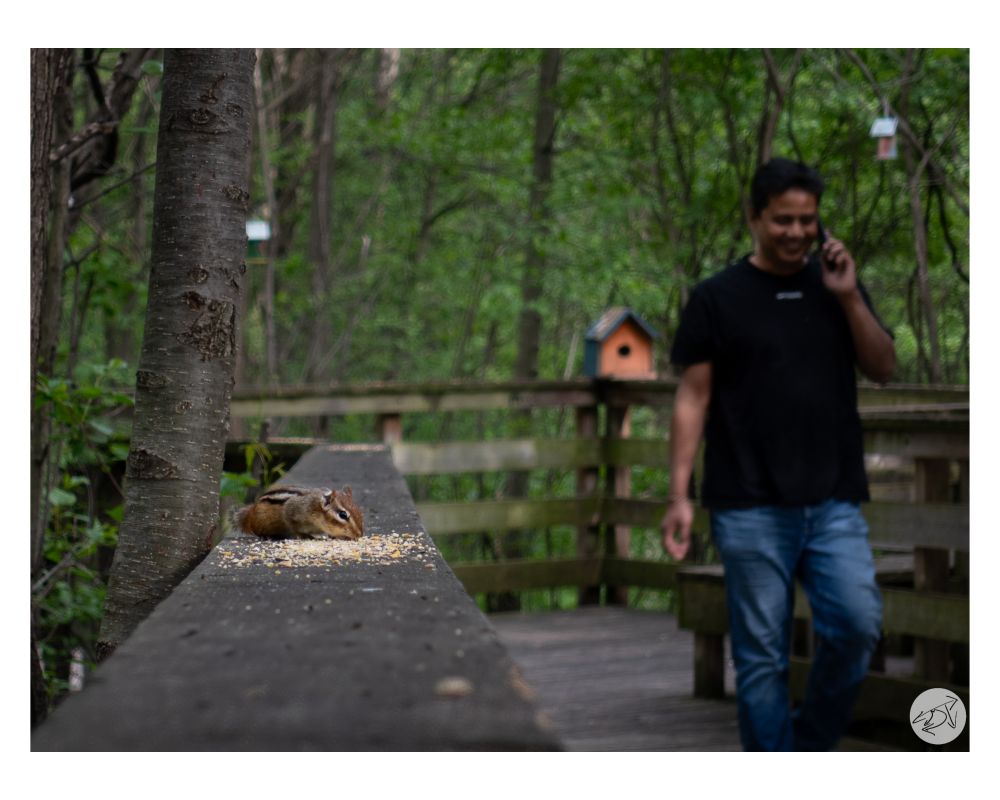 A chipmunk is eating some seeds found on a boardwalk handrail on the lefthand side of the frame while a person is walking along the boardwalk, talking on their cell phone, on the righthand side of the frame. A tiny birdhouse is located behind, just to the left side of the person & there are trees covered in green leave in the background