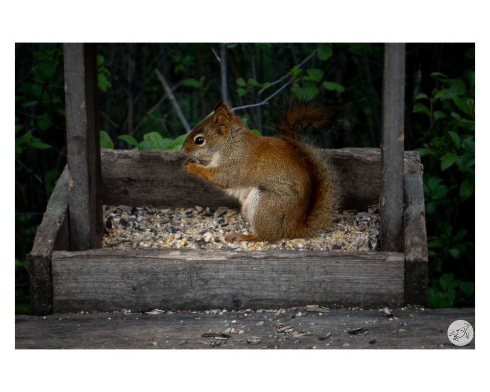 A chipmunk eating some seeds from a wildlife feeder 