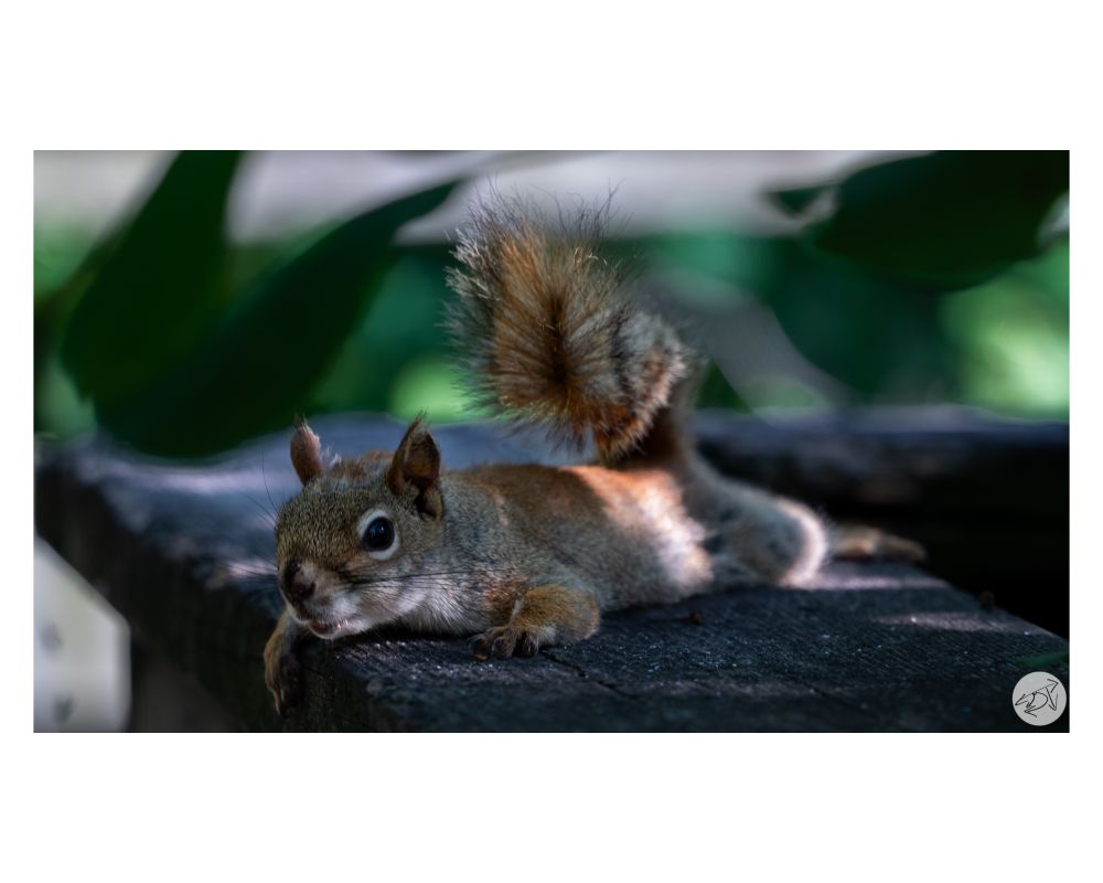A chipmunk lying in the shade atop of the handrail of a boardwalk
