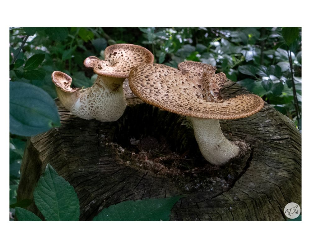 A couple of mushrooms growing out the top of a tree stump with green leaves in the foreground & background 