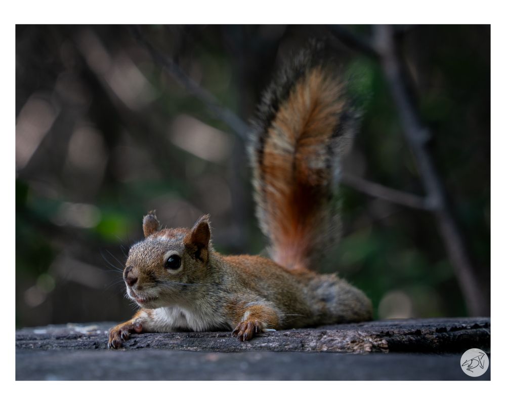 A chipmunk lying along the handrail of a boardwalk