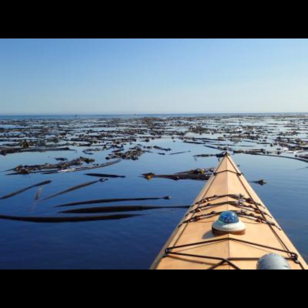 Northwest Straits Initiative Floating Kelp Monitoring