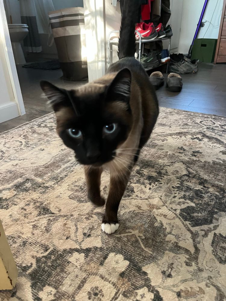 A Siamese mix walks straight toward the camera with curiosity. 