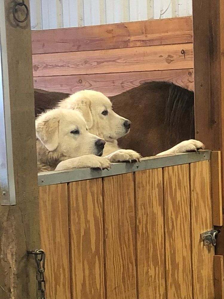 Heron and Egret (two white livestock guardian dogs) are both standing on their hind legs with their front paws on the top of a stall door, looking at new kittens who have arrived in the barn. Rosie, a bay mare, is visible next to them. 