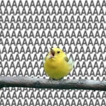 Bird screaming AAAAAAAAAAAA