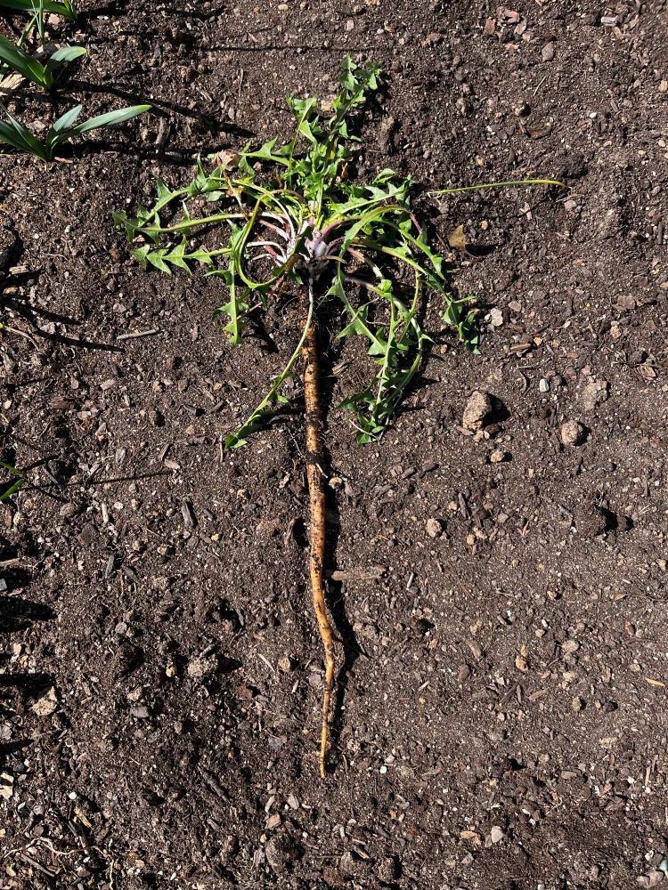 A pulled weed with an extraordinarily long root. 