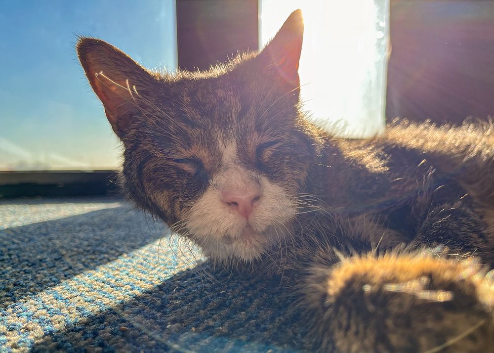 Old scunkly brown tabby cat with white muzzle and cute pink nose after a nap in the warm sunlight in front of the window