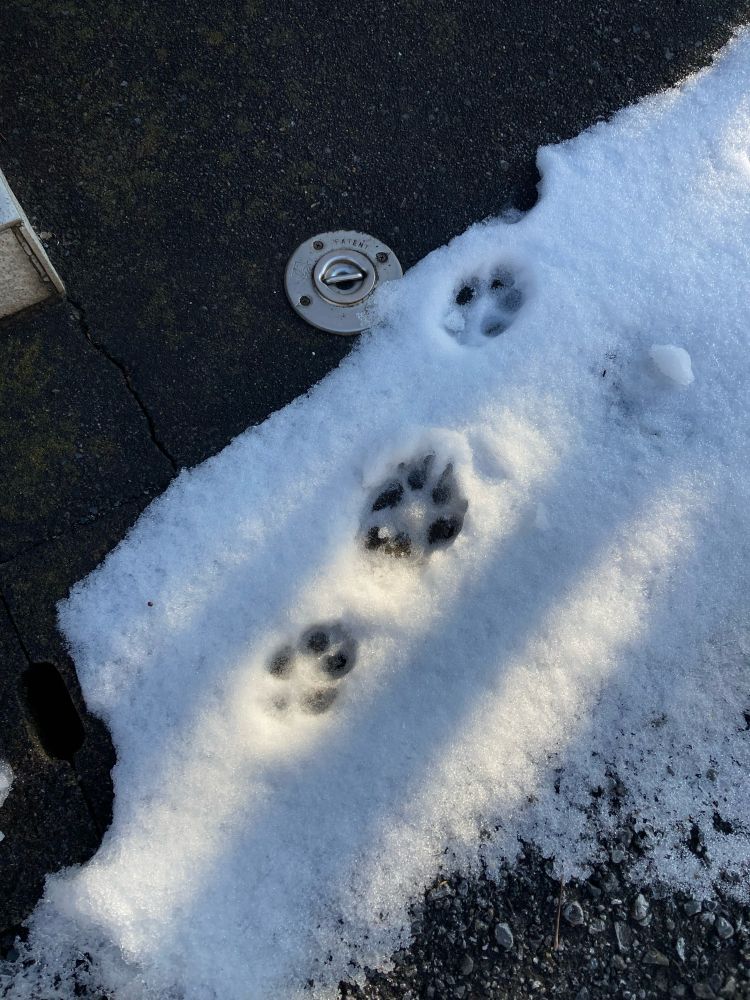 雪に残っていたイヌ科の生き物っぽい足跡
