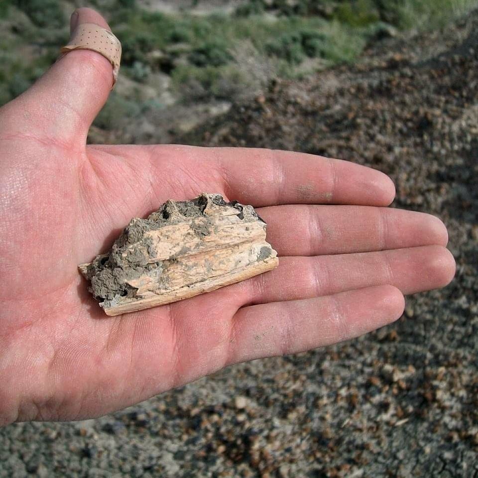 A paleontologist holds the jaw fragment of a baby Tyrannosaurus rex.