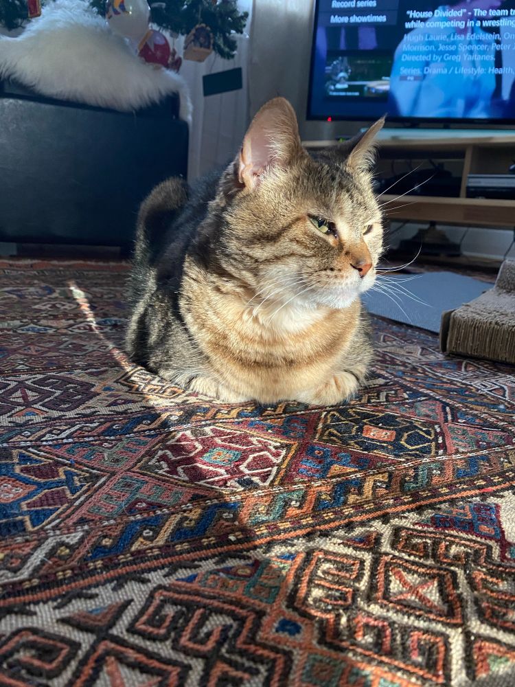 Kitty sitting in the sun