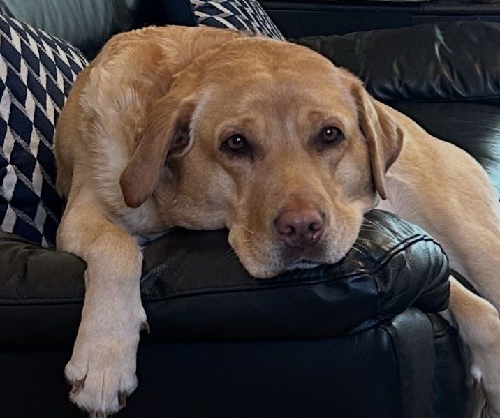 pretry yellow lab facing camera, jaw slumped on sofa arm, looking very relaxed and pensive