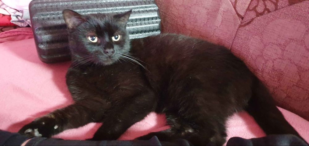 Marx Bar is a black cat with an unimpressed face and he's a very good boy (unless food is involved in which case he does not hear instructions and does in fact just dart for the food). This is not visible in this picture, he looks very serene.