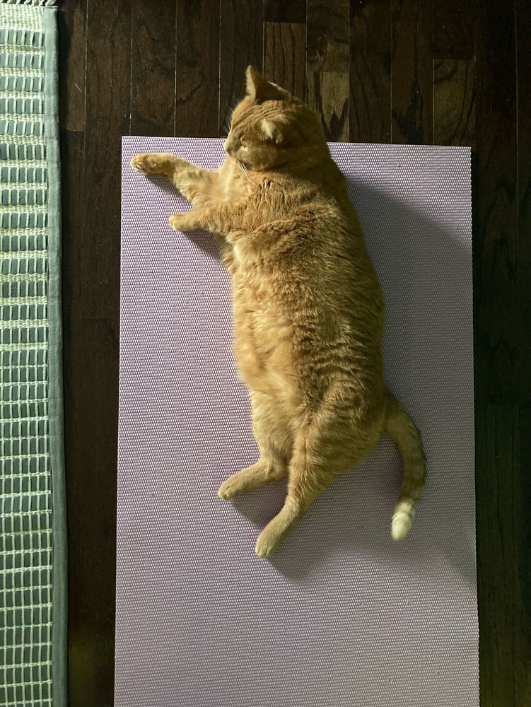 And orange tabby sprawls on a lavender yoga mat in a dimly lit photo because it’s storming outside. 