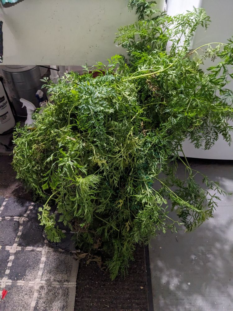 Bucket of carrots. However the carrot greens totally obscure the bucket, and the carrots.