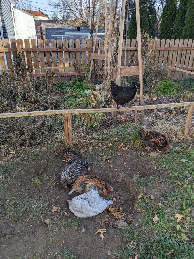 Four chickens (Dark Wing, Grey Duck, Fancy Pants, and Todd) take a dust bath in a giant hole just outside the dying garden in Saint Paul, MN. Another (Night Slayer) walks along the top of the garden fence. A sixth (Goldie) is just there.