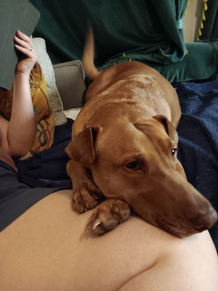 Hypatia lies on top a woman's leg looking askew from the camera.
Hypatia is a light-brown pit mix with eyes to match.