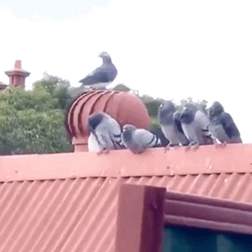 a flock of pigeons are perched on a rooftop