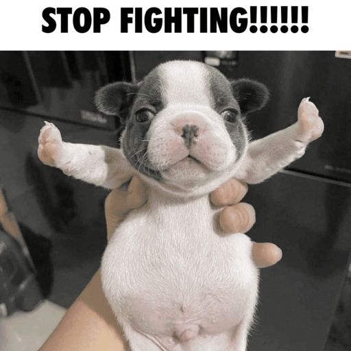 A little dog being held, with their arms stretched out to the sides. The text above them reads, "STOP FIGHTING!!!!!!"