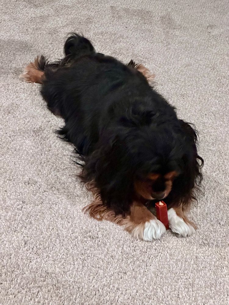 Cavalier King Charles spaniel trying out a new dental treat