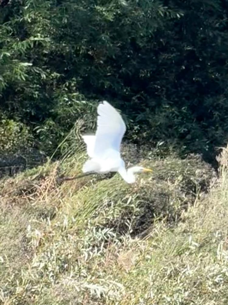 An egret in flight from the side with lots of grass and trees in the background. 