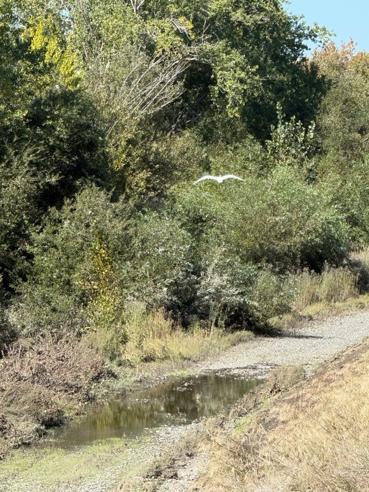 An egret in flight from the back with lots of grass and trees in the background. Theres also a partially flooded gravel trail in the scene. 