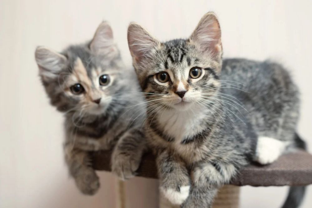 Maltraitance animale : 130 chats retrouvés enfermés dans une camionnette, en Californie, dont 28 morts - Parole d Animaux