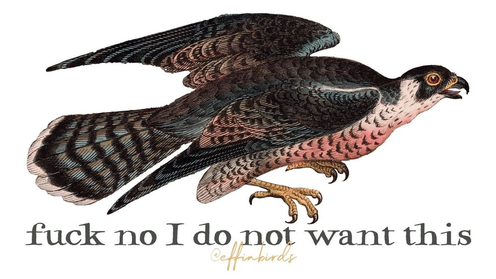 A painting of a bird next to the words "fuck no i do not want this"