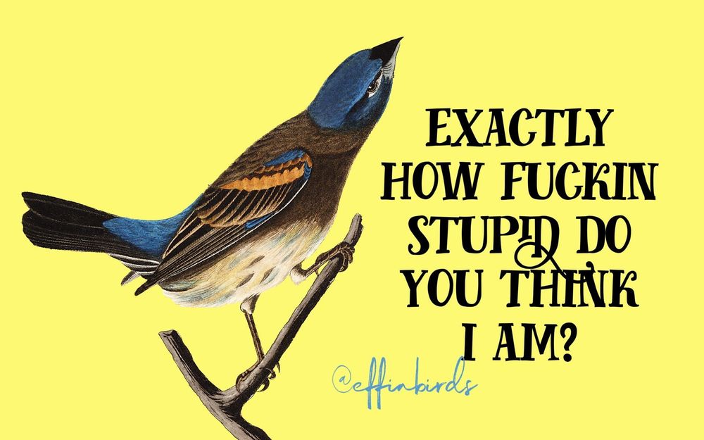 A painting of a bird beside the text "exactly how fuckin stupid do you think i am?"