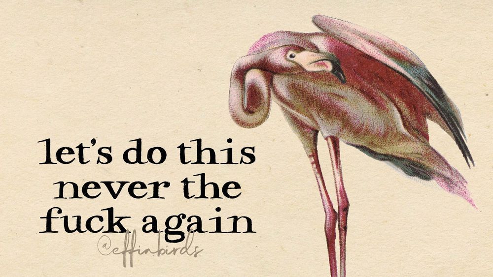 A painting of a bird beside the text "let's do this never the fuck again"