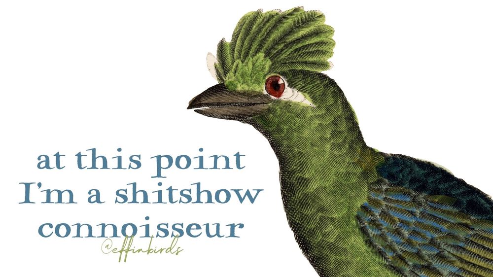 A painting of a bird beside the text "at this point I'm a shitshow connoisseur."